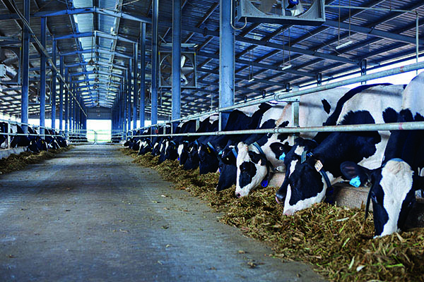 Vinamilk dành 1.500 tỷ đồng thu mua sữa tươi nguyên liệu từ nông dân 2