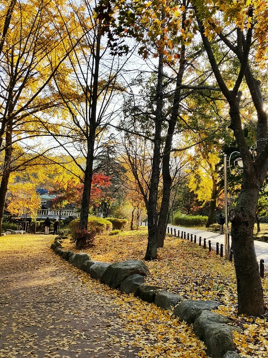 Khoảnh khắc lãng mạn của mùa thu xứ Hàn qua ảnh chụp từ điện thoại 3