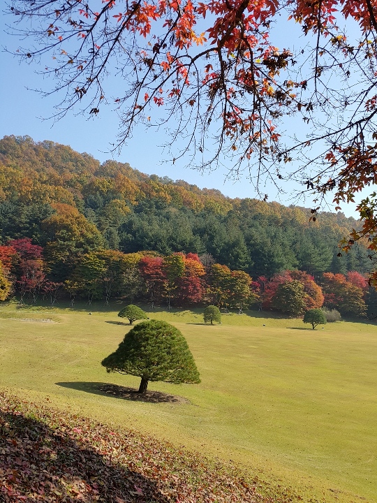 Khoảnh khắc lãng mạn của mùa thu xứ Hàn qua ảnh chụp từ điện thoại 7
