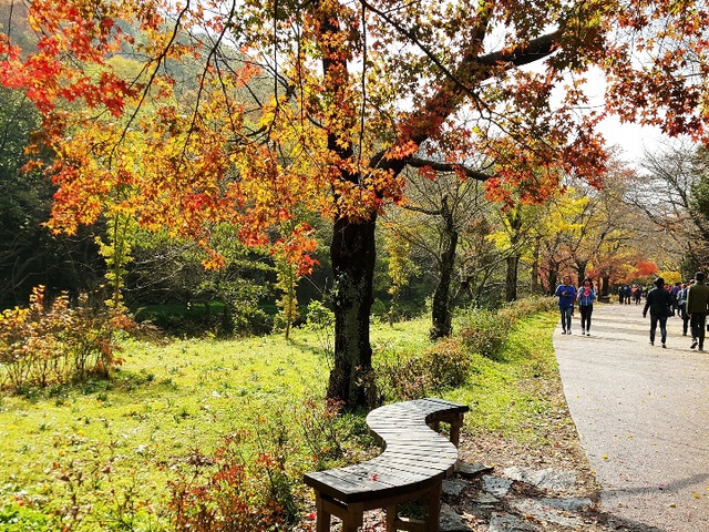 Khoảnh khắc lãng mạn của mùa thu xứ Hàn qua ảnh chụp từ điện thoại 4