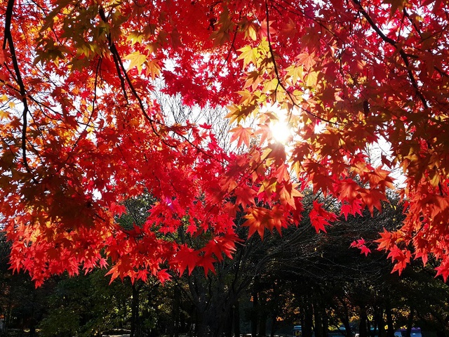 Khoảnh khắc lãng mạn của mùa thu xứ Hàn qua ảnh chụp từ điện thoại 5
