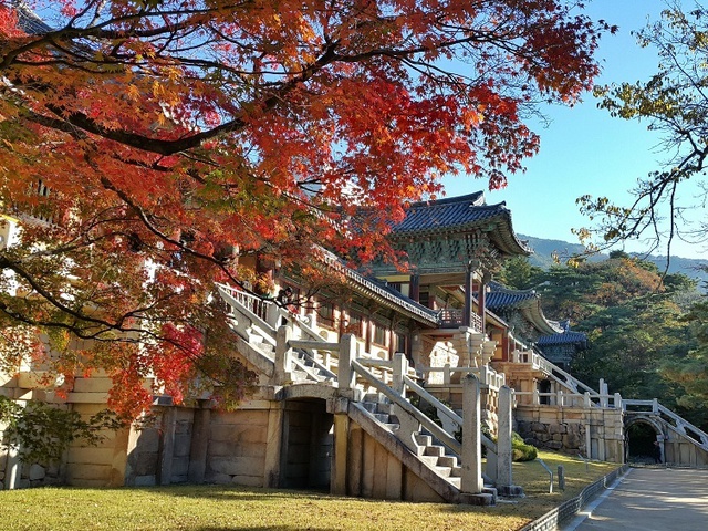 Khoảnh khắc lãng mạn của mùa thu xứ Hàn qua ảnh chụp từ điện thoại 6