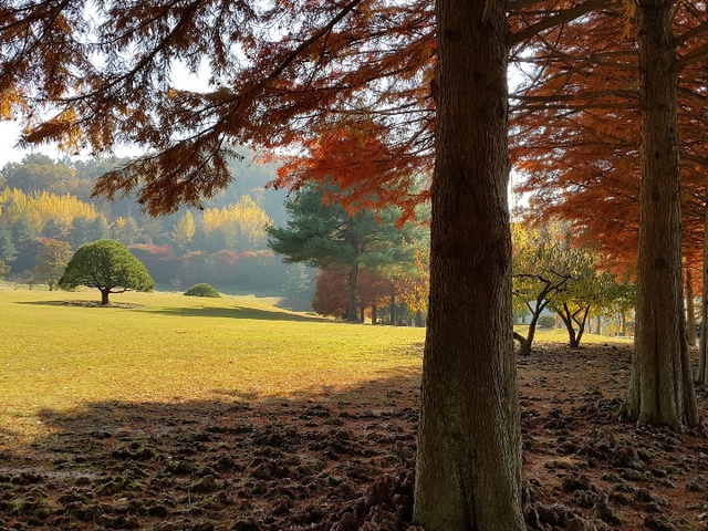 Khoảnh khắc lãng mạn của mùa thu xứ Hàn qua ảnh chụp từ điện thoại 8