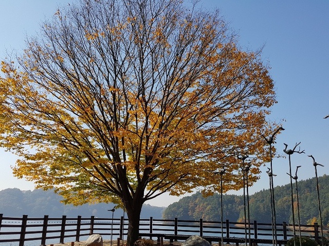 Khoảnh khắc lãng mạn của mùa thu xứ Hàn qua ảnh chụp từ điện thoại 10