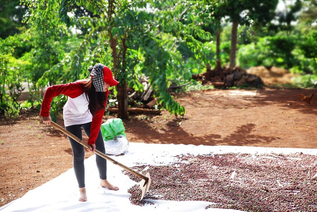 Đông Nhi và Ông Cao Thắng “chuyển nghề” trồng cà phê 8