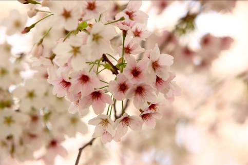 Du xuân xứ Hàn, muôn vàn quà tặng - Ảnh 1.