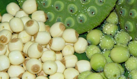 Những lợi ích “vàng” của hạt sen - Ảnh 1.