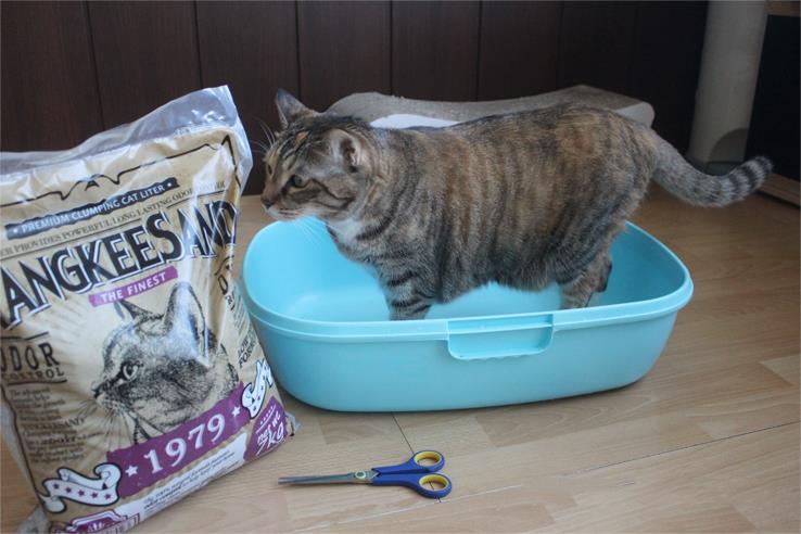 Qu&ecirc;n xỉ than đi, c&aacute;c b&eacute; m&egrave;o chỉ th&iacute;ch c&aacute;t vệ sinh th&ocirc;i - Ảnh 2.