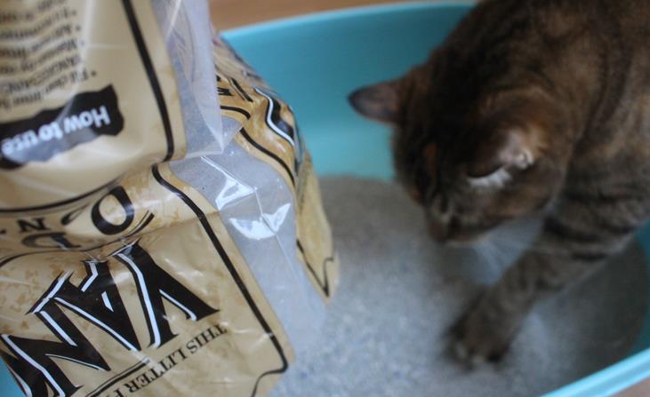 Qu&ecirc;n xỉ than đi, c&aacute;c b&eacute; m&egrave;o chỉ th&iacute;ch c&aacute;t vệ sinh th&ocirc;i - Ảnh 6.