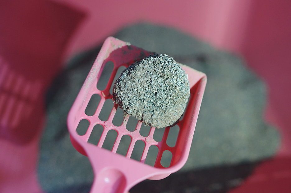 Qu&ecirc;n xỉ than đi, c&aacute;c b&eacute; m&egrave;o chỉ th&iacute;ch c&aacute;t vệ sinh th&ocirc;i - Ảnh 7.