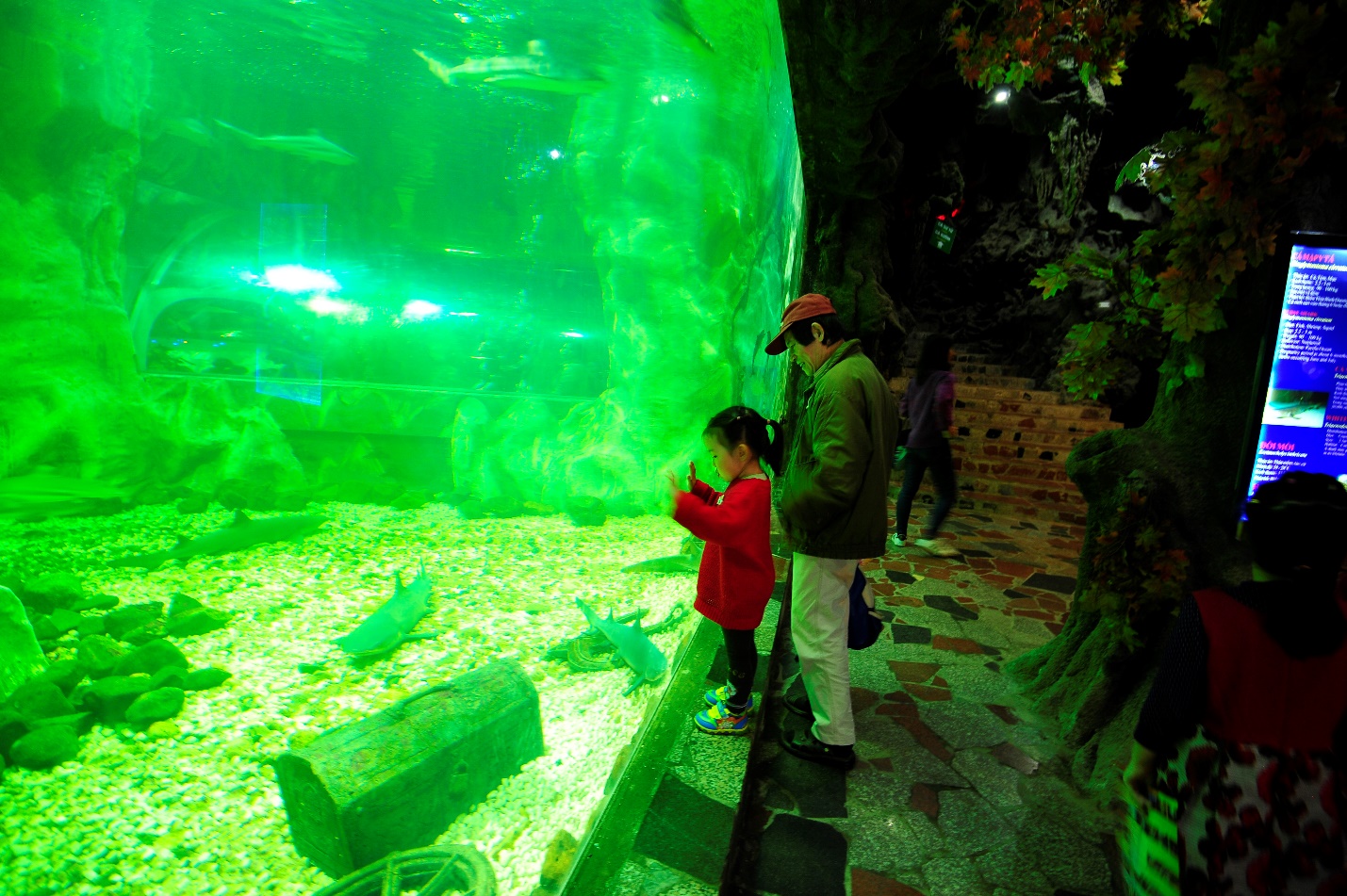 Trẻ em mê mẩn với xiếc cá heo tại Thiên đường Bảo Sơn - Ảnh 7.