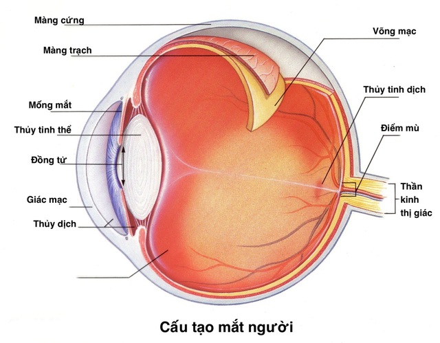 Chuyên gia tư vấn cách chọn kính áp tròng và chuyện cung cấp oxy cho mắt - Ảnh 2.
