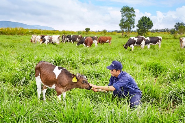 Vinamilk đạt chứng nhận trang trại bò sữa organic đầu tiên tại Việt Nam - Ảnh 1.