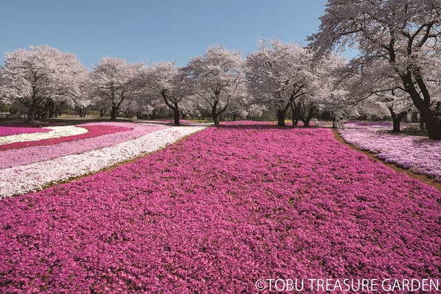 Khám phá những lễ hội hoa mùa xuân rực rỡ nhất tại Nhật Bản - Ảnh 3.