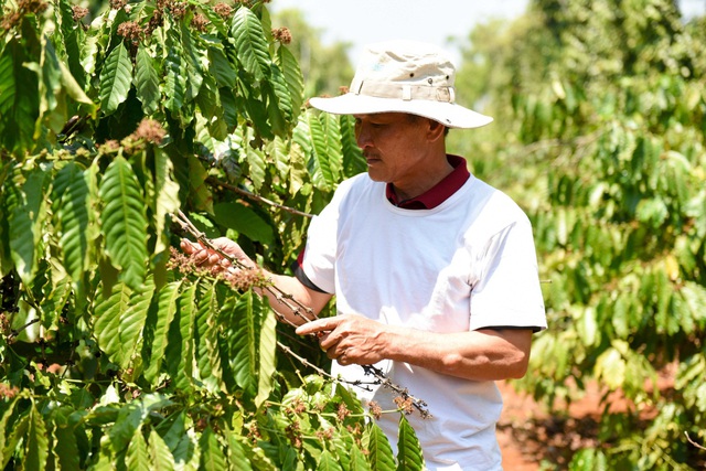 C&acirc;u chuyện đằng sau ly c&agrave; ph&ecirc; chất lượng Việt - Ảnh 1.