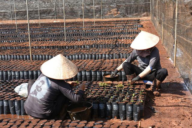 C&acirc;u chuyện đằng sau ly c&agrave; ph&ecirc; chất lượng Việt - Ảnh 3.