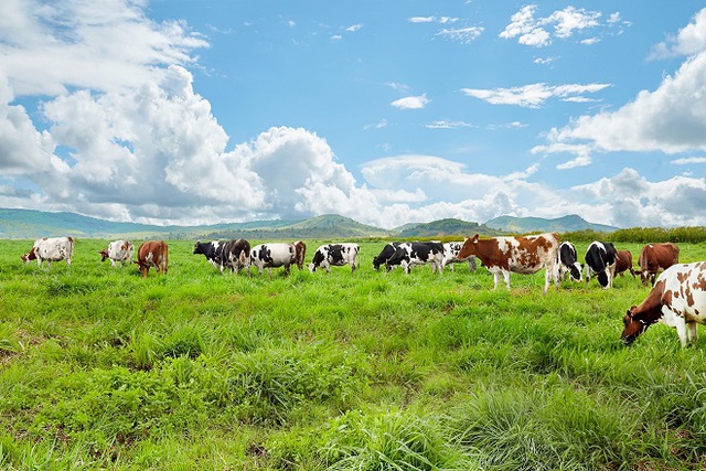 Vinamilk ra mắt sản phẩm sữa tươi 100% organic sản xuất tại Việt Nam - Ảnh 4.