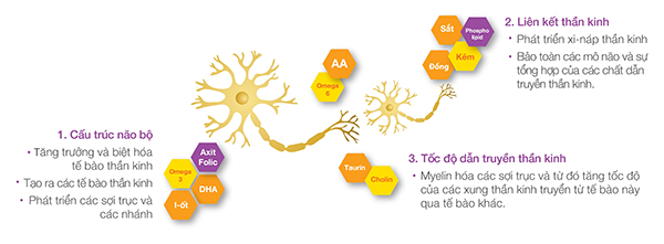 4 lựa chọn hỗ trợ phát triển trí não thai nhi 4