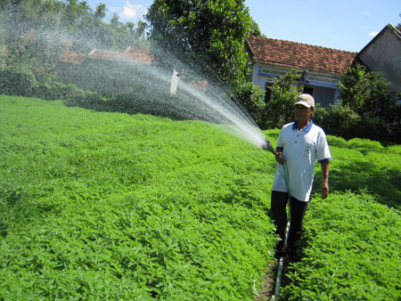 Cây Diệp Hạ Châu - Hướng làm giàu mới của người dân Phú Yên 1