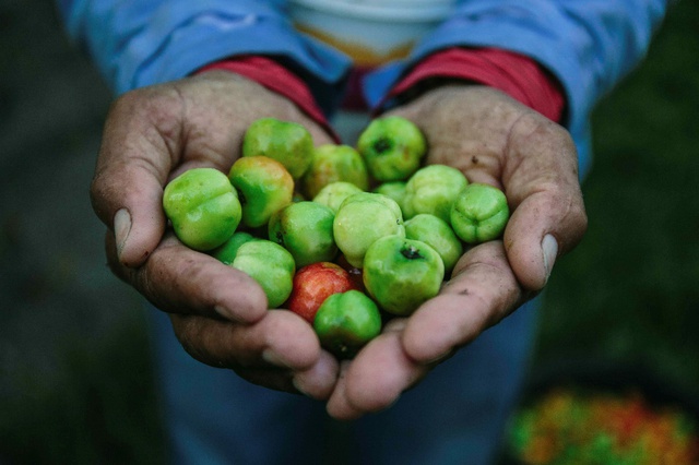 Có gì ở Fazenda - nông trại Acerola Cherry hữu cơ lớn nhất thế giới? - Ảnh 1.