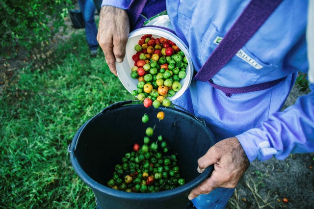 Có gì ở Fazenda - nông trại Acerola Cherry hữu cơ lớn nhất thế giới? - Ảnh 3.